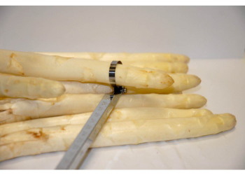 Espárrago EXTRA-GRUESO